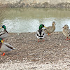 Mallard Ducks