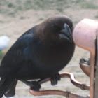 Brown-headed Cowbird [male]
