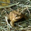 Common American Toad