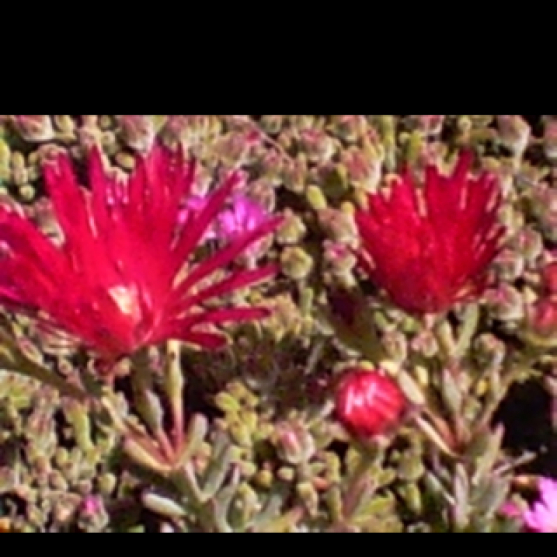 Red or fuchsia lampranthus