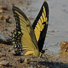 Queen Swallowtail