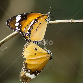 Plain Tiger - Butterfly  by Sankar Singha - Animals Insects & Spiders