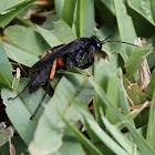 Spider-hunting Wasp