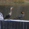 Double-crested Cormorant