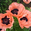 Poppy