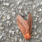 Pine Devil Moth