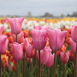 Easter Pink by Todd Klingler -  