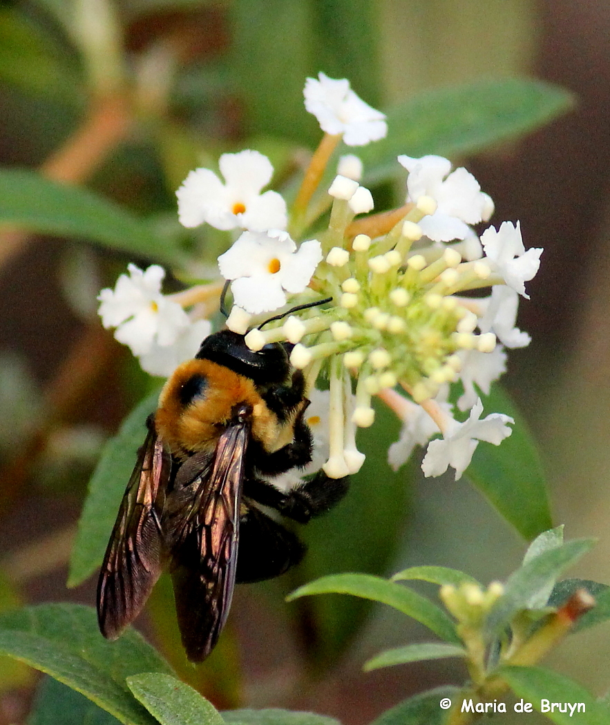 Common Eastern carpenter bee
