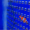 Common Clownfish