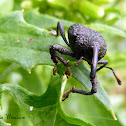 Black weevil