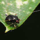 Garden fleahopper (females)