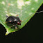 Garden fleahopper (females)