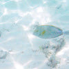 Yellowfin Surgeonfish/ Pualu