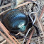 Chalcopterus beetle