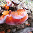 orange pore fungi