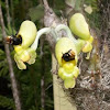 Orchid and bees
