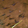 Mosquito Fish (Male)