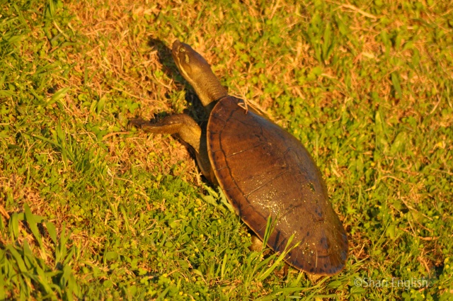 Krefft's Short-Necked Turtle