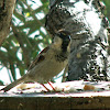 "Cretan" House Sparrow