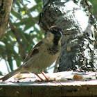"Cretan" House Sparrow