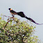 Long-tailed Paradise Whydah