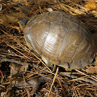 three-toed box turtle