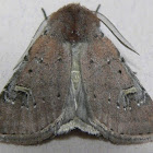 Fringed Dart Moth