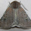 Fringed Dart Moth