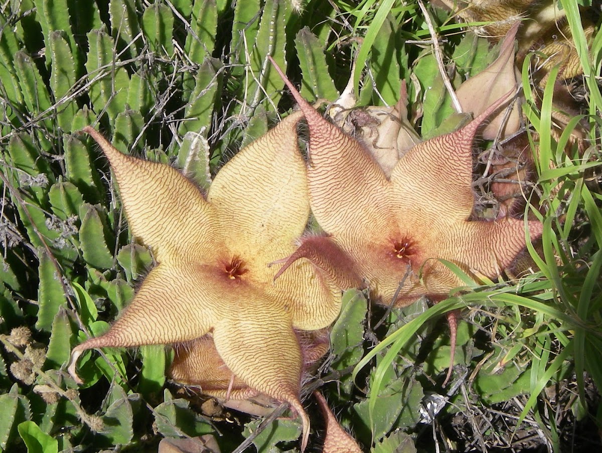 Carrion Flower