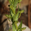Orquidea de pantano de hoja corta