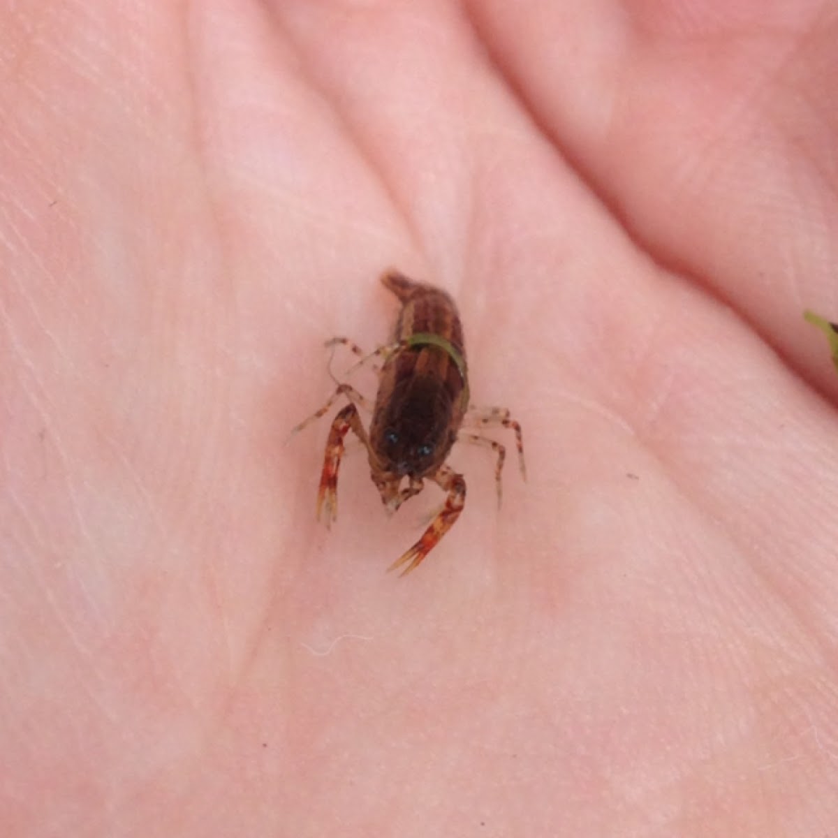 Juvenile crawfish