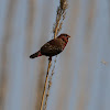 Bird Red Munia