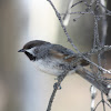 Boreal Chickadee