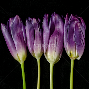 4 Tulips by David Stone - Flowers Flower Arangements