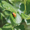 Ladybird Beetle (Pupa)