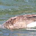 Canada Goose