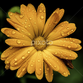 by Alberto Molinari - Flowers Single Flower