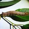 Fungus-eaten Caterpillar