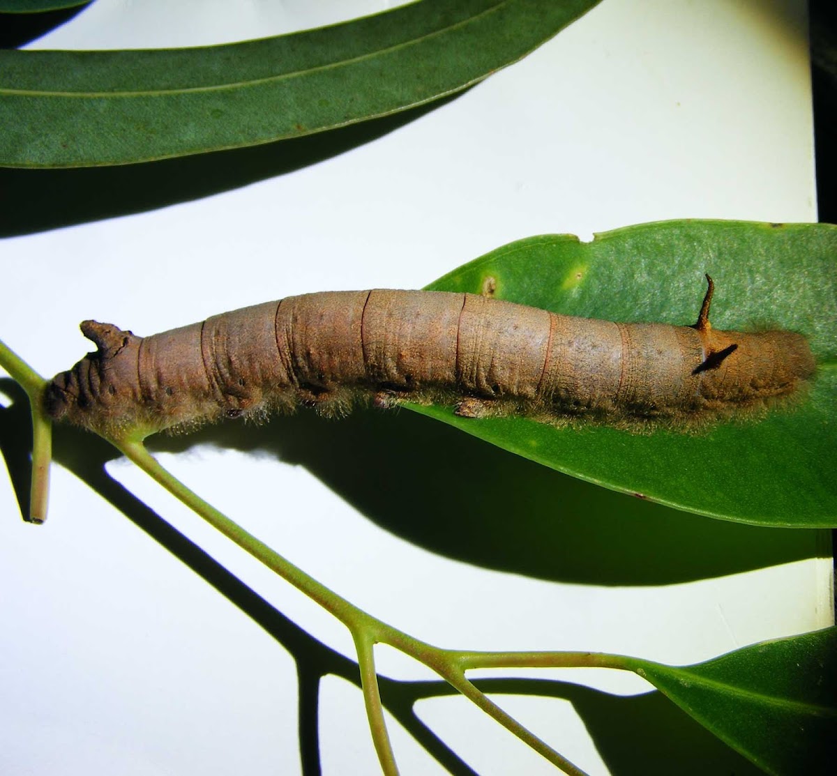 Fungus-eaten Caterpillar