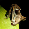 Cup moth/ Skiff Moth