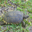 Gopher tortoise