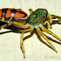 Jumping spider