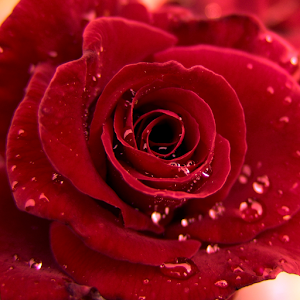 3D Love Roses Live Wallpaper logo