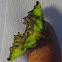 Hampson's Salad Mittonia hampsoni