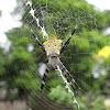 Hawaiian garden spiders