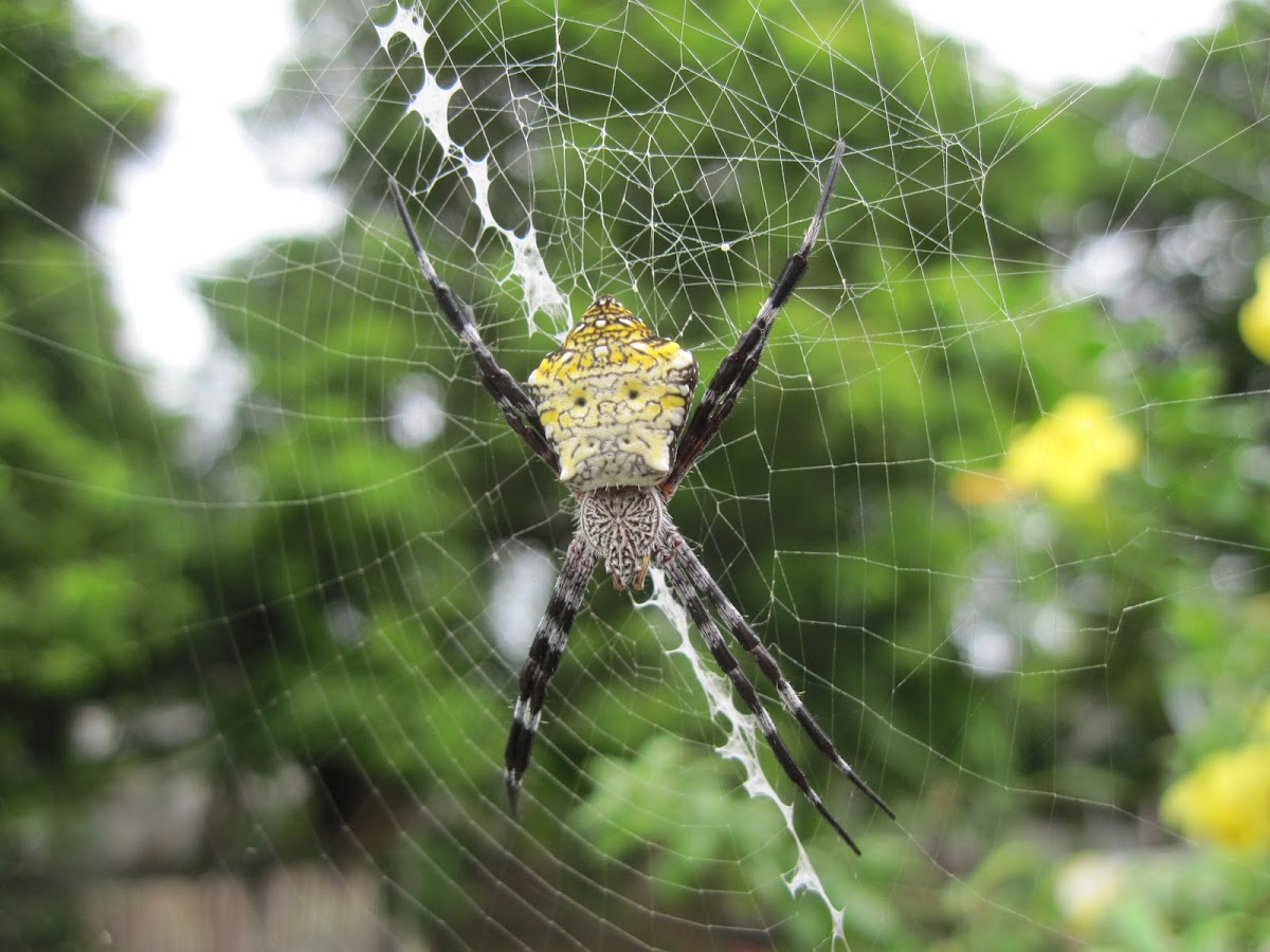 Hawaiian garden spiders