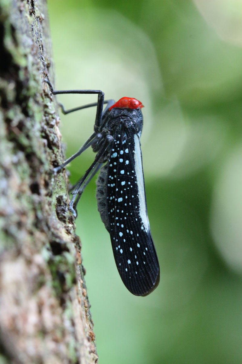 Reticulated Planthopper