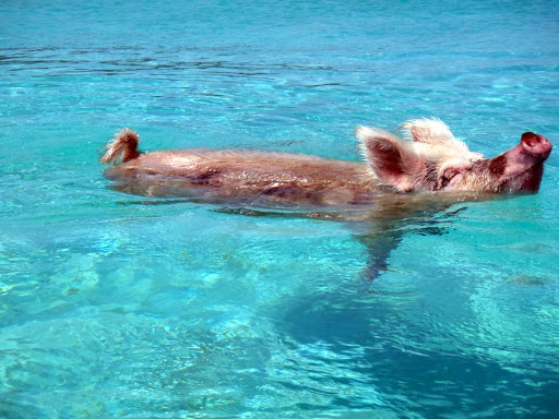 Bahamas-swimming-pigs - Pigs don't fly but they do swim in the Exuma district of the Bahamas.  