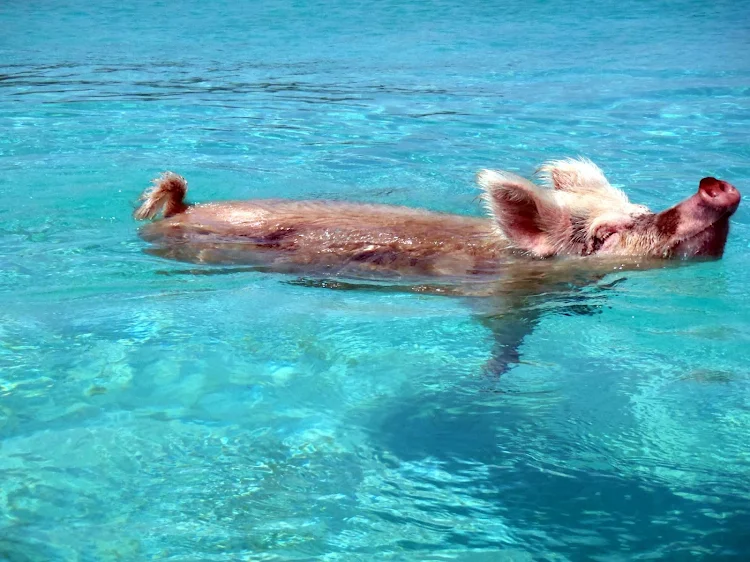 Pigs don't fly but they do swim in the Exuma district of the Bahamas.  