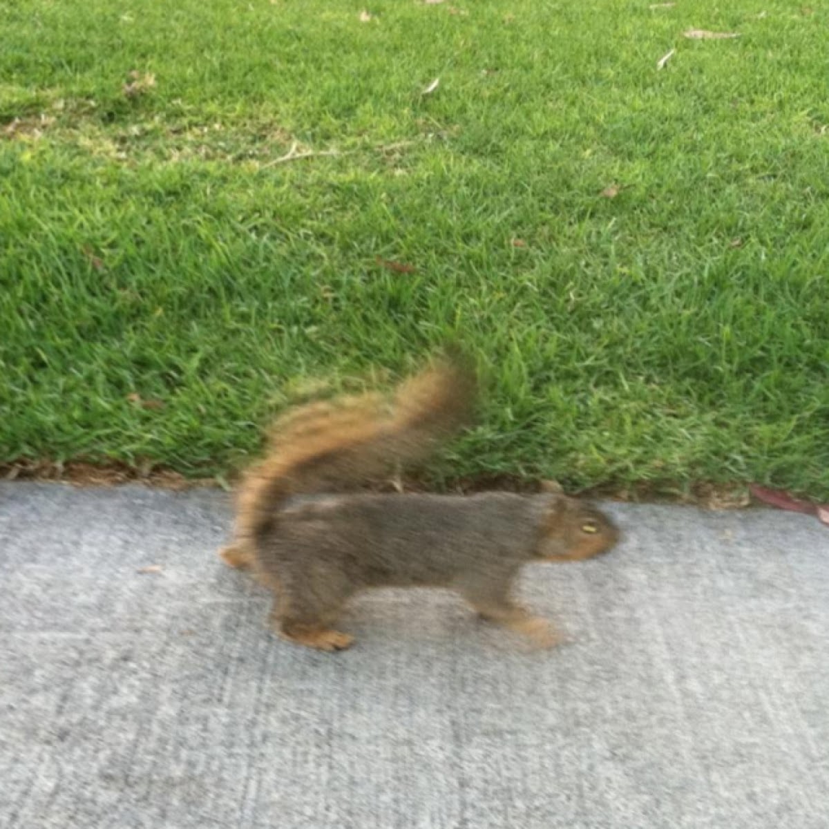 Fox Squirrel